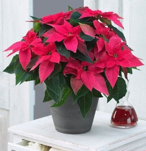 poinsettia plant.jpg