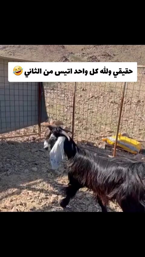 RBhaQTMjn2pJe dB.jpg