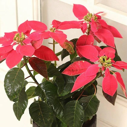 floweraura decorative poinsettia (1).jpg