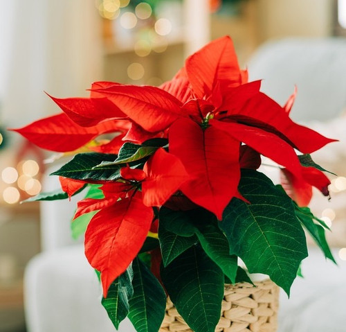 2048x1365PoinsettiaSEOGettyImage.jpg