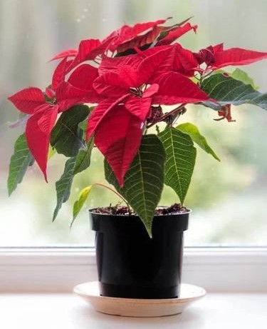 red poinsettia plant 500x500.jpg