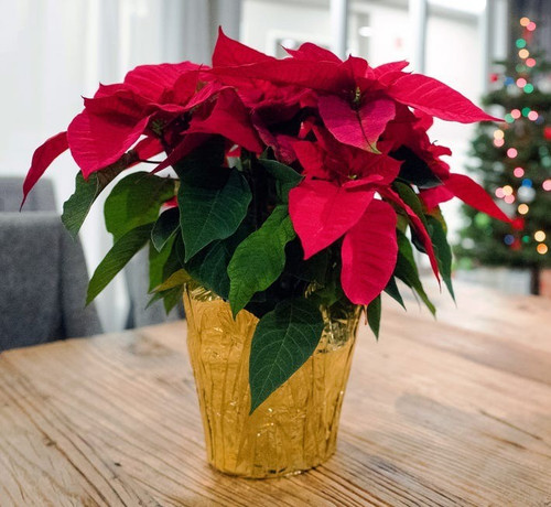 poinsettia on christmas royalty.jpg