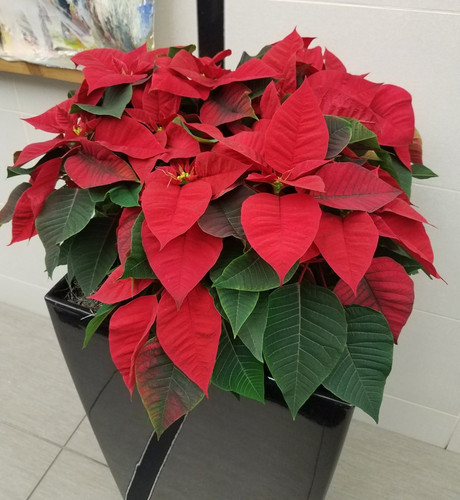 poinsettia indoor plant.jpg