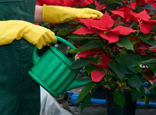 Gardener watering poinstettia pl.jpg