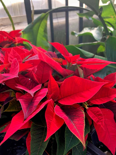 red poinsettias.jpg