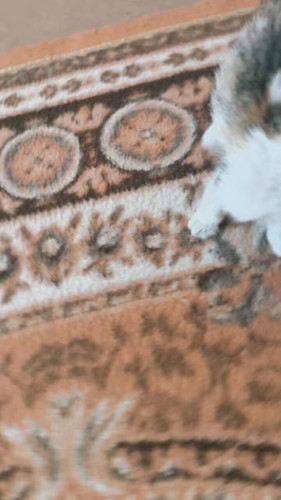 mWOcpLm 5U86og5 .jpg