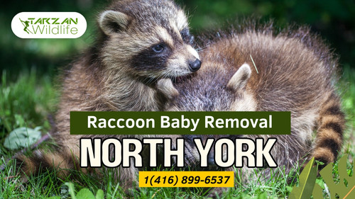 Raccoon Baby Removal in North York.jpg