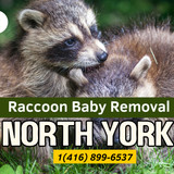 Raccoon Baby Removal in North York
