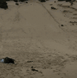 seize the day 25.gif