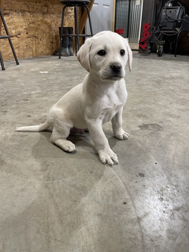 Royal Blue Kennels FB 06 one of Scout's relatives.jpg