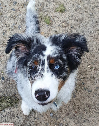 002 Thorin the Australian Shepherd.jpg