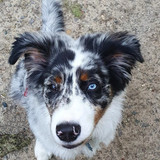 002 Thorin the Australian Shepherd