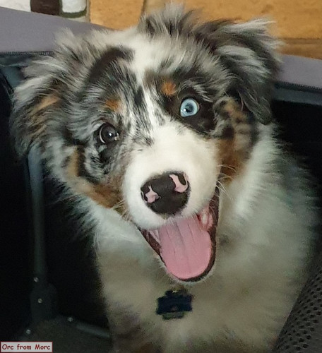 003 Thorin the Australian Shepherd.jpg