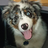 003 Thorin the Australian Shepherd