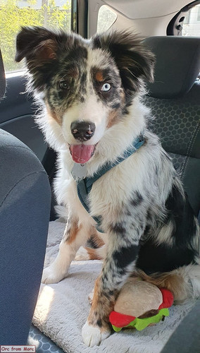 001 Thorin the Australian Shepherd.jpg