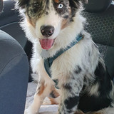 001 Thorin the Australian Shepherd