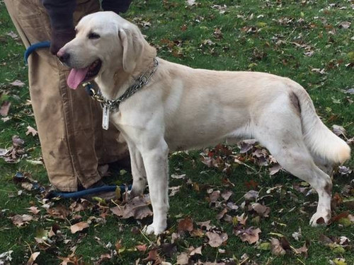 male lab (Byron Center).jpg