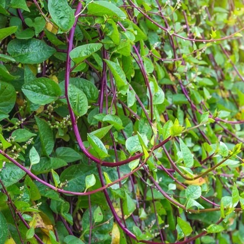25 malabar spinach seeds arshiay (1).jpg