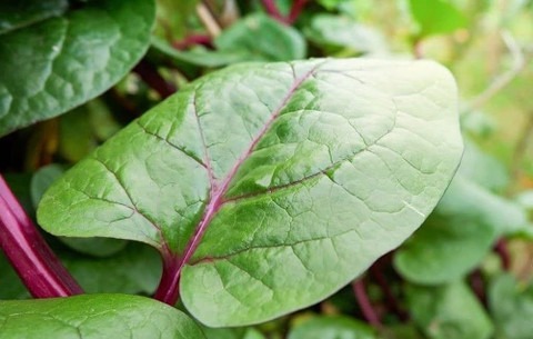 67 1malabar spinach seeds for ga.jpg
