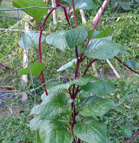 25 malabar spinach seeds arshiay.jpg