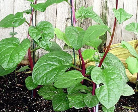 500 vlr 81 malabar red stem spin.jpg