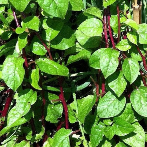 11 malabar spinach plant ecofusi.jpg