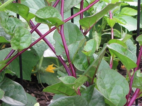 70 1red stem malabar spinach see.jpg
