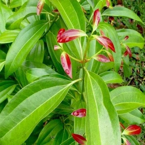 tej patta plant 500x500.jpg