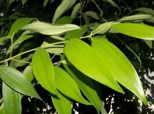 yes annual yes indian bay leaves (1).jpg