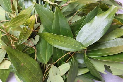 cloud farm hybrid tej bay leaf p.jpg
