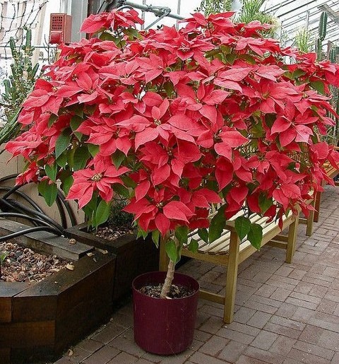 vamsha red poinsettia plant 001.jpg