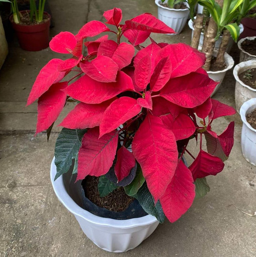 outdoor poinsettia plant.jpg