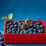 www.naked-ai.art - A red box of blue berries with a rat dancing inside