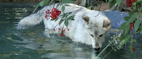 Grizzer at the International Wolf Center.jpg