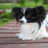 black and white papillon dog, lying dog on a bench close-up, tricolor coloring of the dog, big ears,