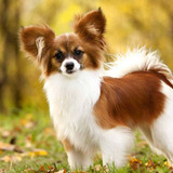 autumn papillon dog standing 71inbjwgvbkve7he