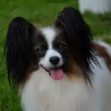 dsc 4403