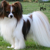 benito pic1
