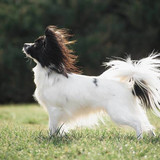 dek kontinentalnyy toy spaniel