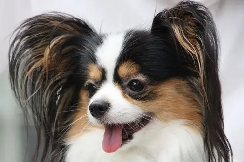 Kontinentalnyy toy spaniel2.webp