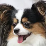 Kontinentalnyy toy spaniel2