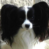 Papplewick Paloma