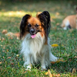 papillon also known as continental toy spaniel plays grass 558469 2324