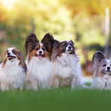 The group of four white and sable Continental Toy Spaniels (Papillon dogs) posing together on a gree