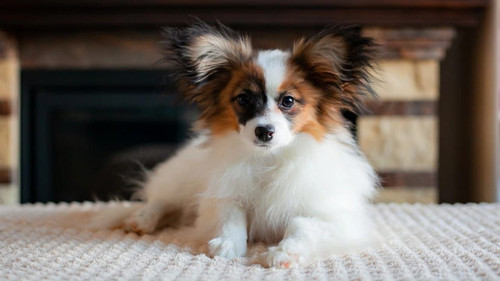 lazy smart crop 1280x720.jpg