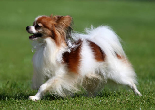 Sable and white Papillon puppy standing on grass.jpg