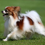 Sable and white Papillon puppy standing on grass