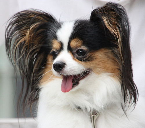 Papillon head.jpg