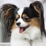Papillon head