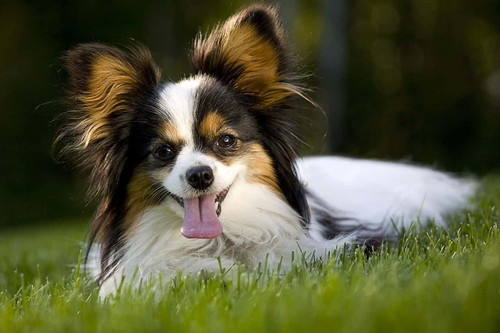 papillon pictures 1351 x 900 j0y74t5bw5hox1hl.jpg